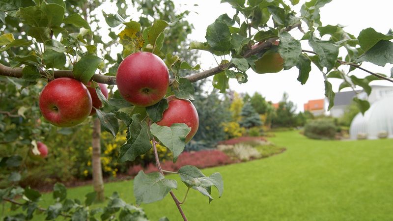 Jablko denně prý odradí i alzheimera